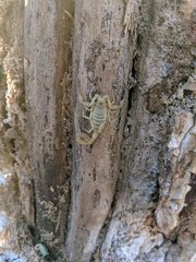 Centruroides exilicauda