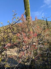 Psittacanthus sonorae