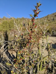 Castela peninsularis