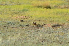 Cynomys parvidens