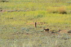 Cynomys parvidens
