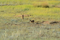 Cynomys parvidens