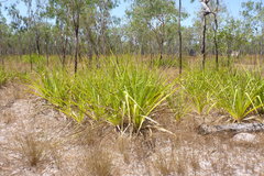 Pandanus spiralis