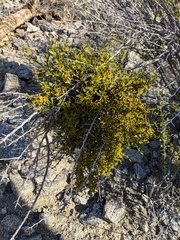 Phoradendron brachystachyum