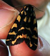 Arctia lapponica