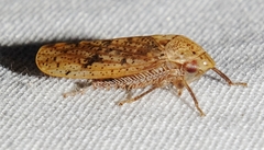 Ponana