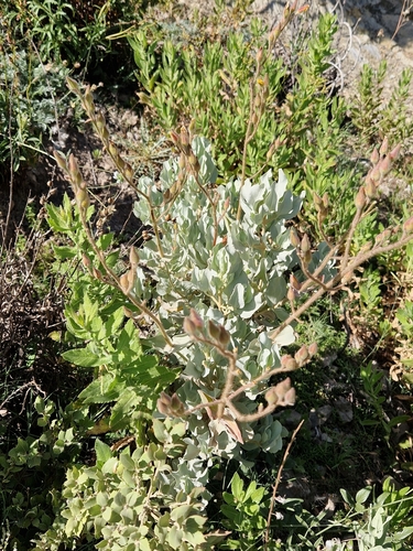 Halimium atriplicifolium image