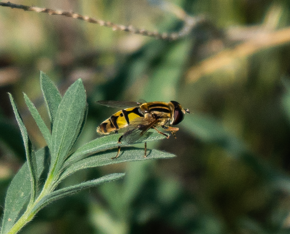 Broad-headed Marsh Fly from 2424 NM-47, Belen, NM 87002, USA on July 7 ...