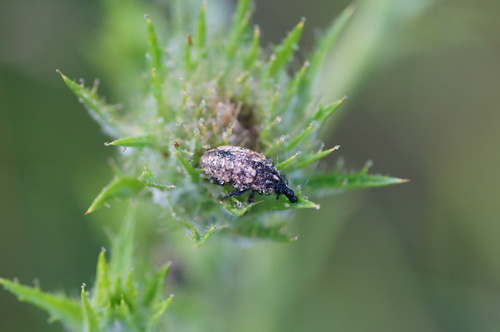 Larinus pollinis