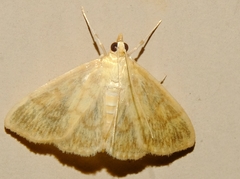 Crocidophora tuberculalis