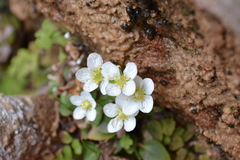 Parnassia