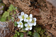 Parnassia