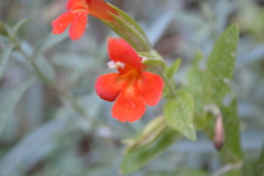 Erythranthe verbenacea