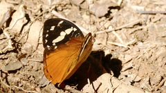 Aterica rabena