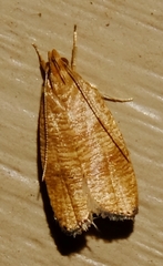 Psilocorsis cryptolechiella