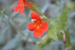 Erythranthe verbenacea