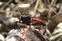Mydidae