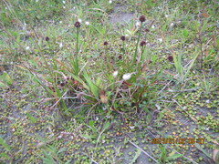 Juncus caespiticius