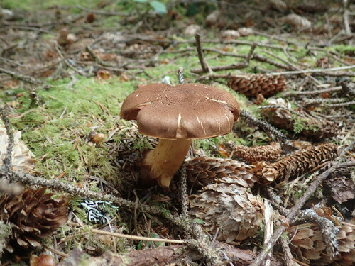 Cortinarius rubellus — (c) Justin Paulin, some rights reserved (CC BY)