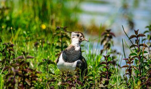 Avefría europea (Vanellus vanellus)
