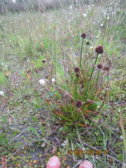Juncus caespiticius