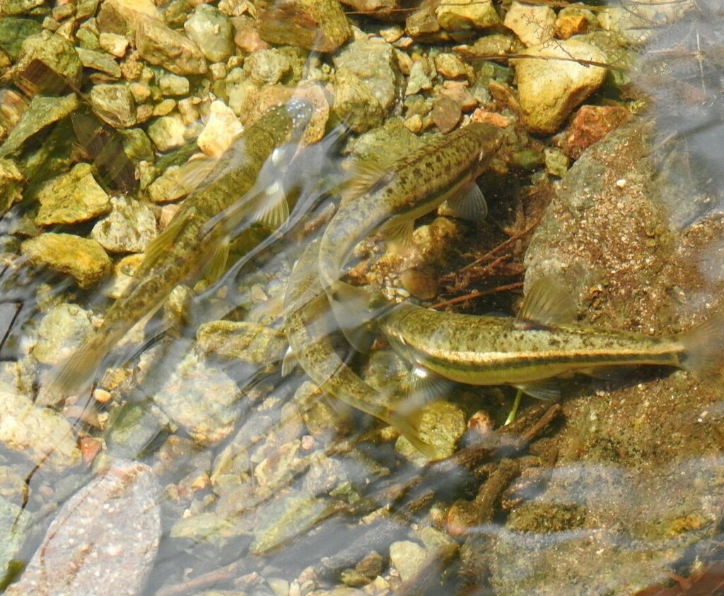 Strandzha Minnow