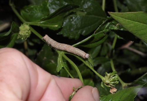 Lantana Stick Moth photo 4