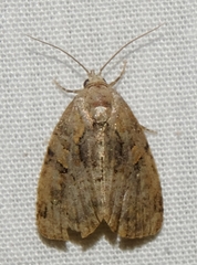 Pseudeustrotia indeterminata