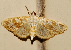 Palpita freemanalis