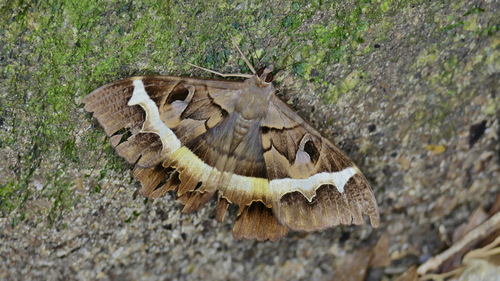 Cyligramma disturbans