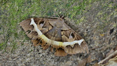 Cyligramma disturbans