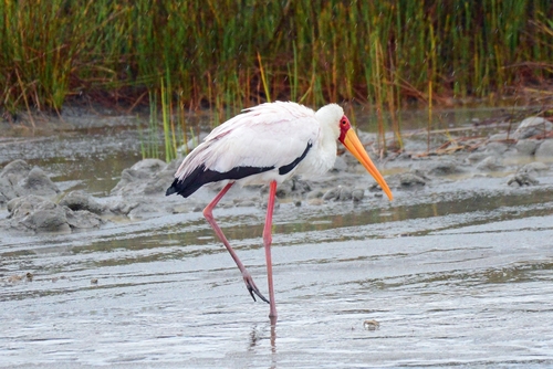 Yellow-billed Stork
