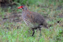 Pternistis rufopictus