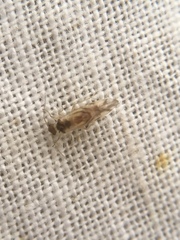 Graphopsocus