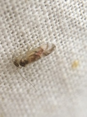 Graphopsocus