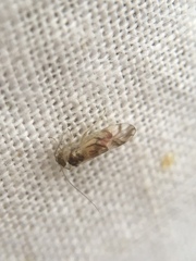 Graphopsocus