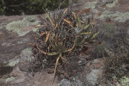 Echinocereus acifer
