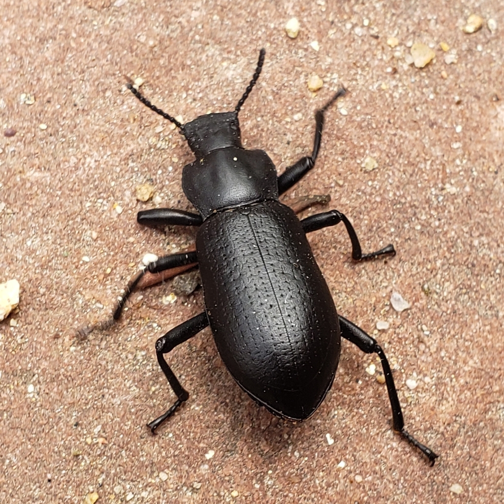 Iphthiminus lewisii