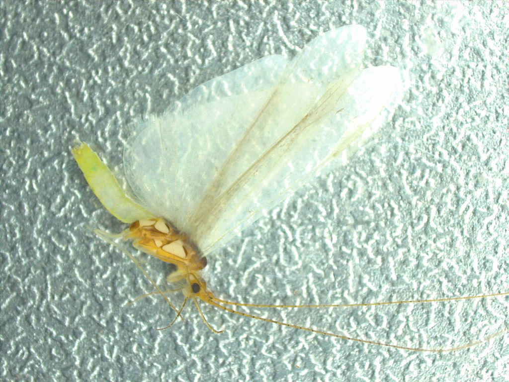 Nectopsyche cubana