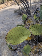 Opuntia comonduensis