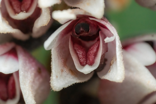 Cymboglossum grande observed 2023-07-02