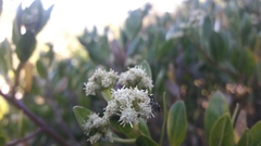 Baccharis macrantha