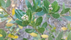 Baccharis macrantha