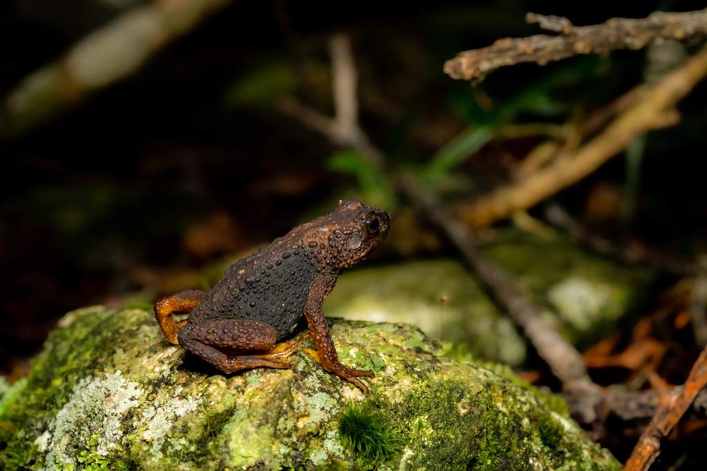 Montane Slender Toad