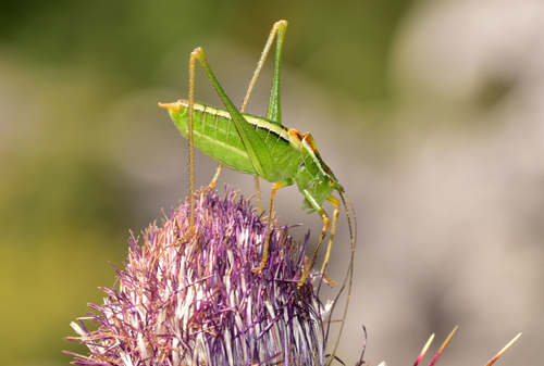 Poecilimon superbus