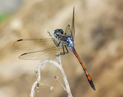 Dasythemis esmeralda