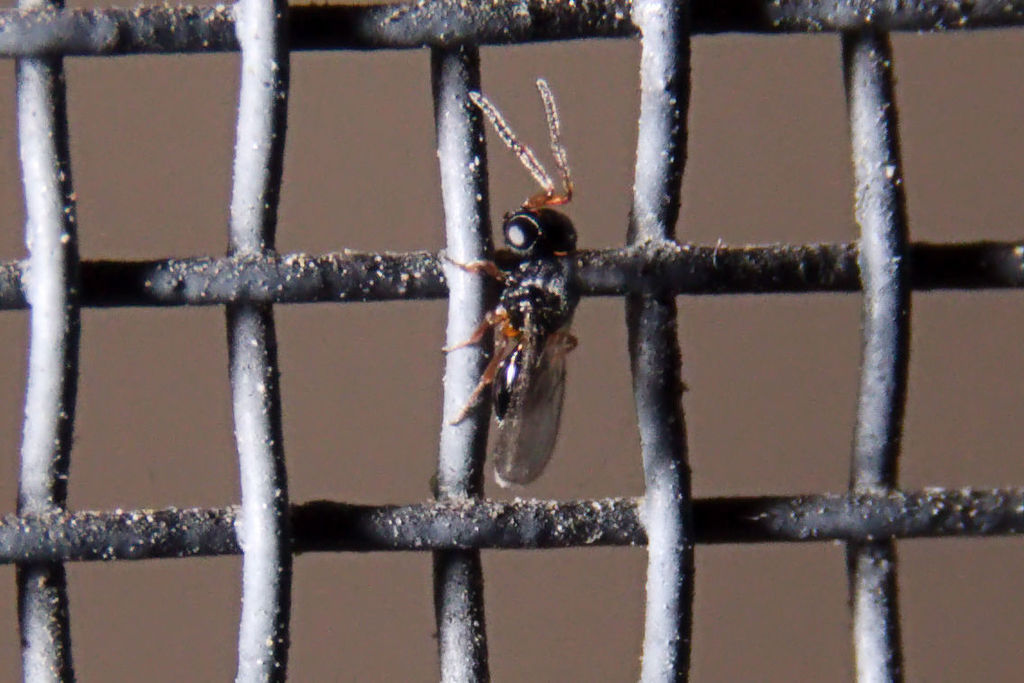 Samurai wasp