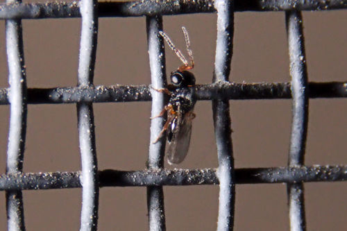 Samurai wasp