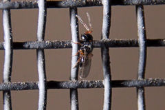 Trissolcus japonicus