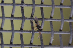Trissolcus japonicus